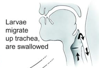 Screen Shot - Hookworm migration via the throat.png