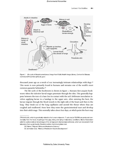 File:Gut Buddies - Multispecies Studies and the Microbiome.pdf