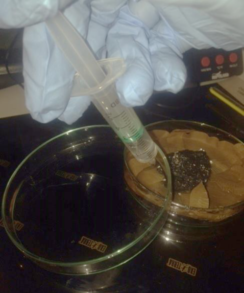 File:HW incubation - Steven 3.png