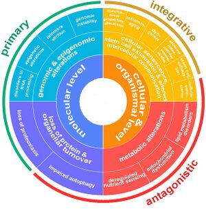 Classification of Hallmarks of Aging.jpg