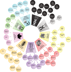 Hallmarks of Aging Taxonomy.png