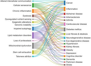 Relationship between the hallmarks of aging and the age-related diseases.jpg