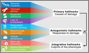 The Nine Hallmarks of Aging.jpg