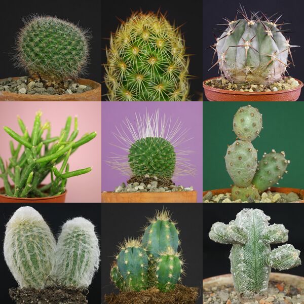 File:Identifier-les-cactus.jpg